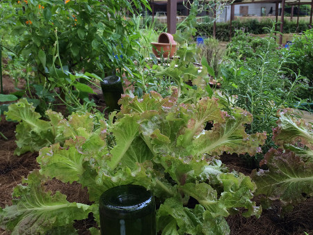 Experiment plot Kangkar Pulai by Living Pantry